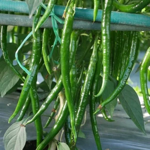 Chinese Sichuan Chilli Erjingtiao-ER JING TIAO CHILLI (二荆条) 25 Seeds AU POST - Picture 1 of 2