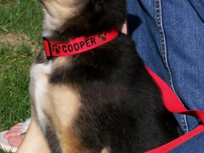 Personalized Dog Collar Embroidered with Name and Design Custom Made Dog Collar - Image 1 of 4