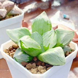 Pianta Succulenta 5CM Haworthia Comptioniana Vita di Città Liliaceae Vaso Raro - Foto 1 di 13