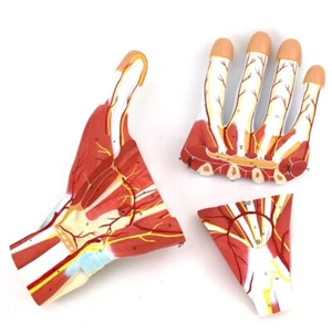 2:1 Muscles of HAND with Vessels Nerves Tendons bones Anatomical Model 3 parts - Picture 1 of 17