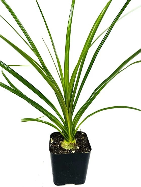 Ponytail Palm Beaucarnea Recurvata Live Plant Easy to Grow 2" Pot Exotic - Image 1 of 1