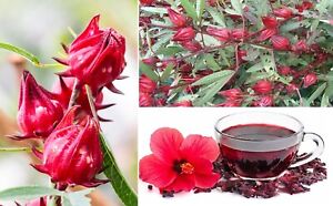 Hibiscus Sabdariffa | 30+ seeds | Roselle Tea | Belchanda | Same Day Dispatch