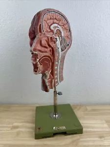 Kilgore International medizinischer Kopf Gehirn Anatomie Display Lehre halbe Muskeln - Bild 1 von 14