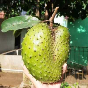 100+ Carsiflora Soursop Seedss (Annona muricata) Sweet Soursop - Picture 1 of 8