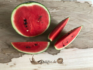 Mini-Wassermelone "Mini Love" Miniwassermelone Watermelon kleine Melone Melo