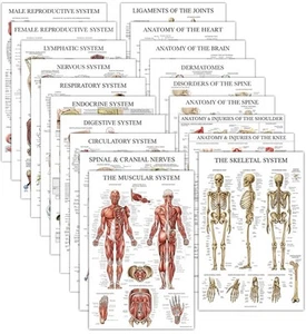 19er Pack - Anatomische Poster - laminiert - Muskulatur, Skelett, Verdauung, Atem - Bild 1 von 7