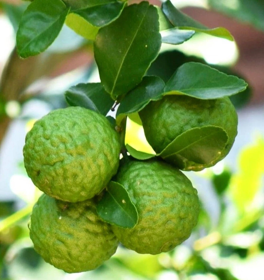 Citrus × bergamia | Bergamot orange | Bergamot - Bergamota | Naranja bergamota - Imagen 1 de 1