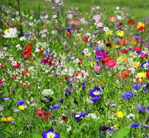 Bee & Butterfly Native Wild Flower Plant & Meadow Grass Seed 50/50 Mix 50g-500g - Picture 1 of 3
