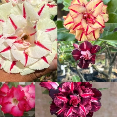 5 Adenium Obesum, Rosa Del Desierto - Image 1 of 2