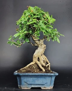 BONSAI Punica Granatum NEJIKAN, melograno Giapponese, Pomegranate, Granatapfel - Foto 1 di 7
