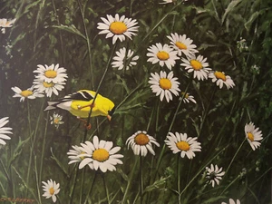 Limited Edition 1973 Signed Print "Wild Canary In Daisies" by Don Eckelberry - Picture 1 of 12