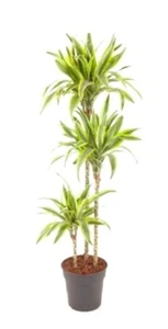 Planta Natural Dracanea lemon lime. 3 troncos. Interior. Maceta 24cm. - Imagen 1 de 2