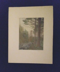 FOTOGRAFÍA COLOREADA A MANO de principios del siglo XX firmada por Richardson PINOS FOREST - Imagen 1 de 1