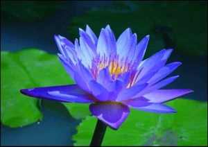 Blue Lotus Abs Pure & Natural Nymphaea caerulea.Uncut or diluted.5-10% off! - Picture 1 of 9