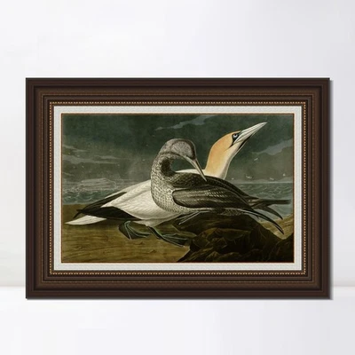 Lienzo enmarcado impresión giclee alcatraz por John James Audubon arte de pared decoración del hogar Foto 1 de 4