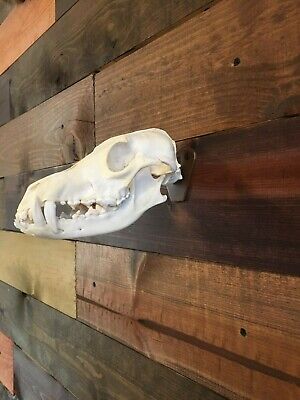 Amazeen Outdoors Coyote Mount European Skull Hanger Yote Hook Metal Steel • 9.98$