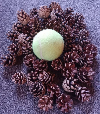50 Natural small Pine Cones craft Christmas, decorations Fast Dispatch