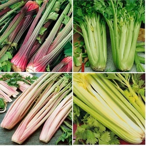 x8 Mix Celery Plug Plants 4 Varieties (No Tags) - End of April'25 - Picture 1 of 6