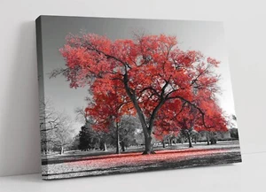 RED TREE BLACK & WHITE BACKGROUND -FRAMED CANVAS WALL ART PICTURE PRINT - Picture 1 of 2