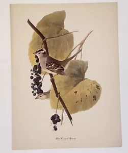Vintage Audubon John James Birds of America White Crowned Sparrow Lithograph - Picture 1 of 8