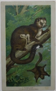 1890 ARBUCKLE COFFEE K1 Animals Series # 29 TAGUAN RARE Trade Card - Picture 1 of 2