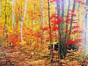 Rodney Lough Jr The Big Birch Forest Giclée Rocks National Lakeshore Michigan - Imagen 1 de 8