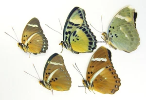 Unmounted Butterfly/Nymphalidae - Euphaedra MIX 2, Cameroon - Imagen 1 de 1