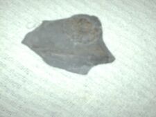 fossillised stone 11.5 cm long 7.5 cm wide  1 cm deep
