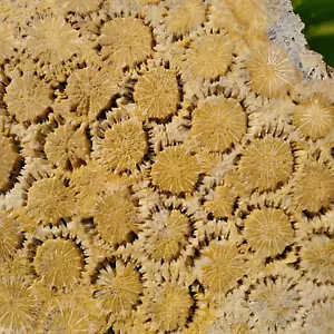 Losa áspera de coral silicificado de belleza 870 gr - Imagen 1 de 10