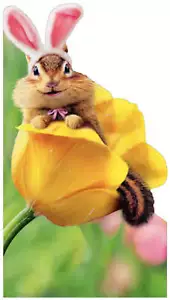 Easter Greeting Card - Some Bunny Loves You - Picture 1 of 2