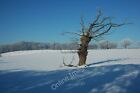 Photo 6x4 Old oak tree Earl's Croome An old oak tree in a snow covered fi c2010
