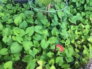 15x Rau Diep ca Houttuynia Cordata Fish Mints Rau Vap Ca Live Plants Bare Roots - Picture 1 of 2