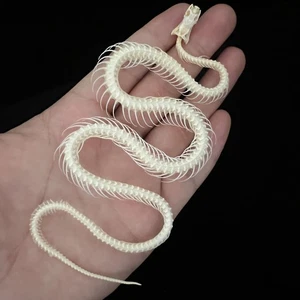 1 PC Real Snake Skeleton Animal Specimens Animal Taxidermy Collectibles - Picture 1 of 5