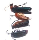 G008 Eads | Mi : Cantharidae/Prionoceridae Species? 4Pcs. 6.5Mm-10Mm A-/A-/A1/A1