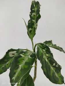 Aglaonema Pictum Tricolor - Picture 1 of 5