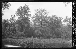'28 Swamp Baychester @ Strang Av Bronx New York City NYC altes Foto Negativ T289 - Bild 1 von 1