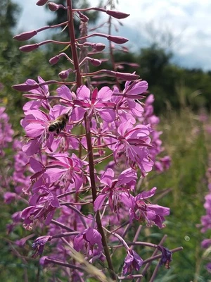 Schmalblättriges Weidenröschen,Epilobium angustifolium,willowherb,200seeds,samen - Bild 1 von 4