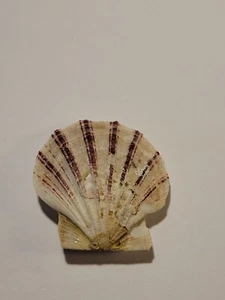 Hand Picked Sea Shell - Pseudamussium Septemradiatum 'Seven Rayed Scallop' - Picture 1 of 8