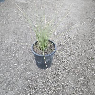 Planta viva Dasylirion Longissimum (árbol de hierba mexicano) (¡5 galones disponibles!)  Foto 1 de 3