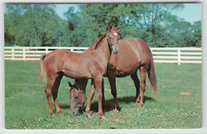 Postcard Horses Mare & Foal Stoner Creek Stud Farm Paris, KY - Foto 1 di 2