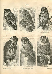 Vieux Tableau - Thème " Hiboux " De 1895 (BE-2) - Imagen 1 de 1