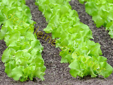 1000 SAMEN MAIKÖNIG DER ERSTE SALAT DER SAISON FRÜHER KOPFSALAT