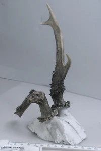 Antikes Rehgeweih auf Schädel - 1940 datiert Unikat Taxidermie Trophäe Dekor - Bild 1 von 6