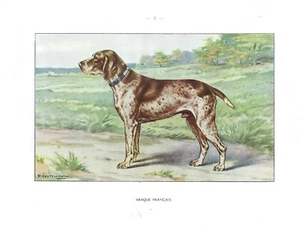 1930 Arte Castellano Francia Perro Acuarela Impresión PUNTERO FRANCÉS PELO CORTO - Imagen 1 de 1