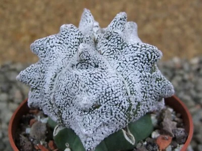7a58 Astrophytum Snow Coahuilense Hakuran, pot 5,5 cm Grafted - Image 1 of 4
