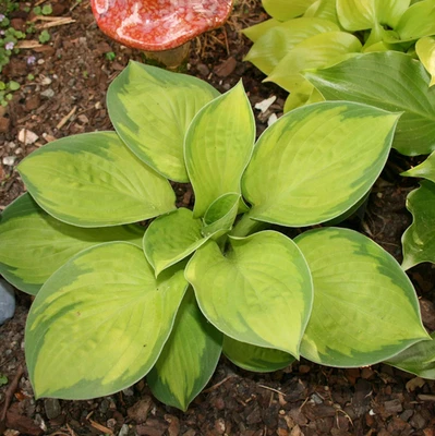 Hosta - Rainforest Sunrise - 1 Gallon Miniature Green Plantain Lily Cute Variant - Image 1 of 4