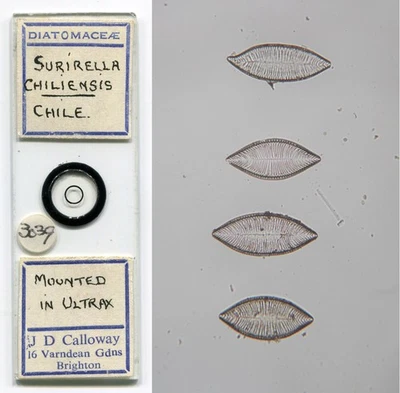 Surirella chiliensis Diatoms by J.D. Calloway Microscope Slide - Image 1 of 3