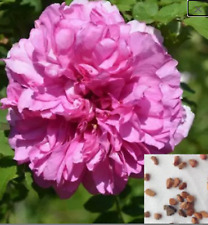 RARE English Pink ROSE FLOWER Tree Bush 10 +SEEDS -Combined Shipping(USA seller)