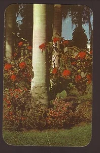 1955 Poinsettias  Azaleas  Royal Palms Largo Florida Postcard - Picture 1 of 2