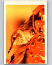 1950 Colorgraphic Birds #15 Allens Hummingbird V78548